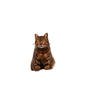 A Beautiful Tabby Cat Sitting On A Grassy Field During Fall, Exuding Confidence And Elegance. 20045 - Cat PNG image with transparent background